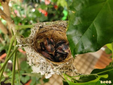 陽台有鳥築巢|【鳥在陽台築巢怎麼辦】鳥兒築巢霸佔陽台？不用傷牠們就能輕鬆。